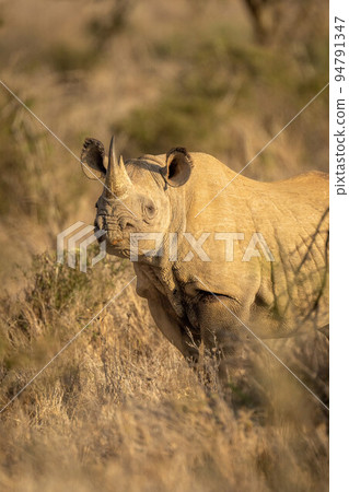 Close-up of black rhino standing watching camera Close-up of black rhino standing watching camera 94791347