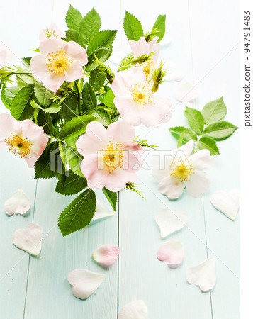 Wild rose flowers Wild rose flowers 94791483