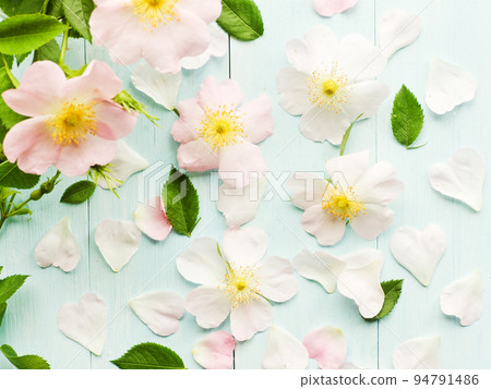 Wild rose flowers Wild rose flowers 94791486