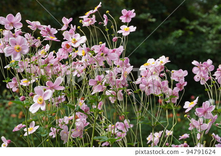 萬聖夜和向藍天綻放的鮮花 萬聖夜和向藍天綻放的鮮花 94791624