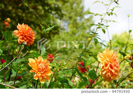 巴拉庫拉英式花園和藍天盛開的花朵 巴拉庫拉英式花園和藍天盛開的花朵 94791930