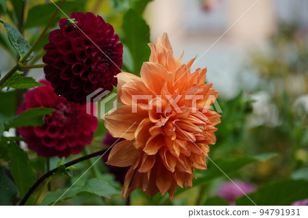 萬聖夜和向藍天綻放的鮮花 萬聖夜和向藍天綻放的鮮花 94791931