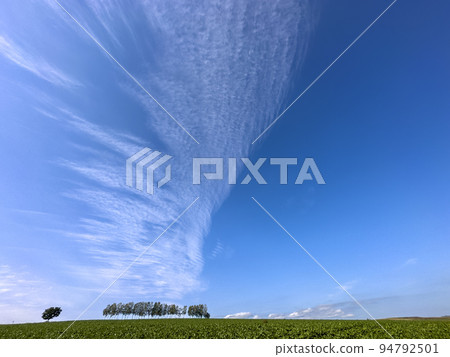 Autumn Blue Sky and Seven Stars Tree, Biei Town, Hokkaido 94792501