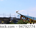Kawabe's dragonfly 94792774