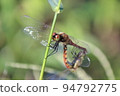 Mating of dragonfly 94792775