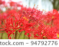 Cluster amaryllis blooming on the roadside 94792776