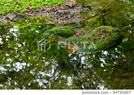 Shishigahana Wetland Chokai Marimo (Akita Prefecture) Shishigahana Wetland Chokai Marimo (Akita Prefecture) 94793007