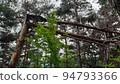find a broken tree in the forest 94793366
