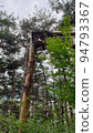 find a broken tree in the forest 94793367
