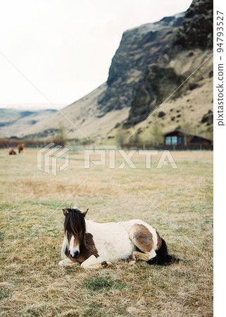Brown and white horse lies on a green meadow at the foot of the mountains Brown and white horse lies on a green meadow at the foot of the mountains 94793527