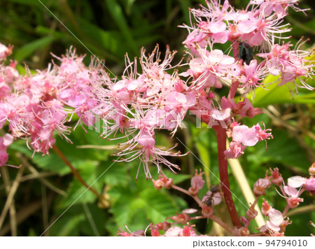 Macro photo of meadowsweet Macro photo of meadowsweet 94794010