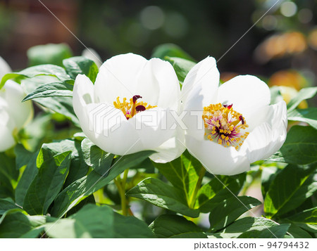 Blooming potted peony Blooming potted peony 94794432