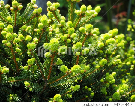 Spruce spruce 94794449