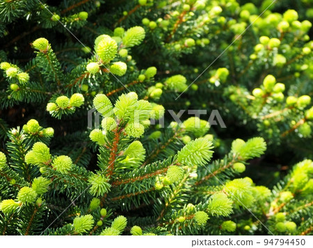 Spruce spruce Spruce spruce 94794450