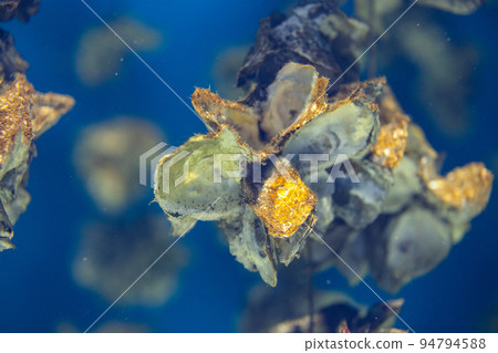 Aquaculture of the oyster under the sea 94794588