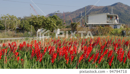 Red gladiolus flower farm with sunlight 94794718