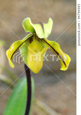 Exotic tropical orchid in botanical garden Exotic tropical orchid in botanical garden 94794985