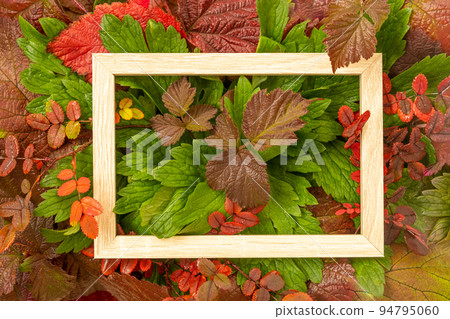 Autumn announcement. There is a frame on crimson and green autumn leaves. Space for text. Juicy leaves with dew drops. Saturated colors of autumn and summer. Background, texture 94795060