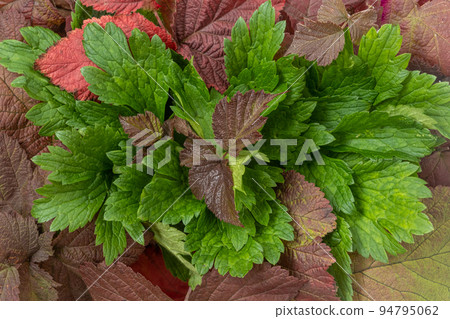Colorful rosehip leaves in drops of rain or dew. reddened leaves from the first frost. Autumn background, texture. Close-up Colorful rosehip leaves in drops of rain or dew. reddened leaves from the first frost. Autumn background, texture. Close-up 94795062