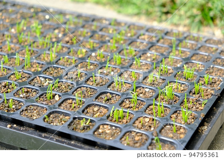Germination of Kujo green onions Germination of Kujo green onions 94795361
