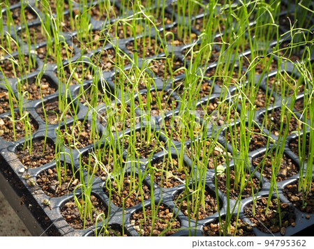 Germination of Kujo green onions Germination of Kujo green onions 94795362