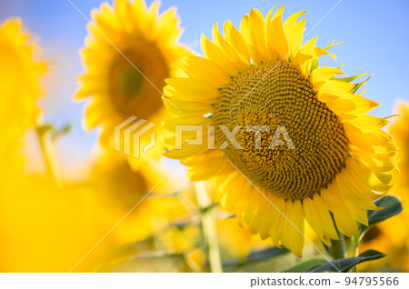 Close up sunflower in the field with blue sky. 94795566
