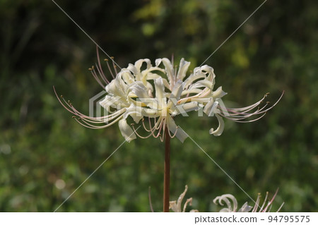 White amaryllidum blooming in an autumn park in Japan White amaryllidum blooming in an autumn park in Japan 94795575