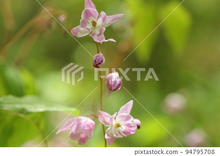 淫羊藿粉花小野草特寫 淫羊藿粉花小野草特寫 94795708