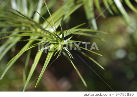Chinese fir Chinese fir 94795880