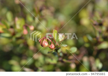 Japanese barberry Kobold 94795881