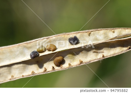 False lupine 94795882