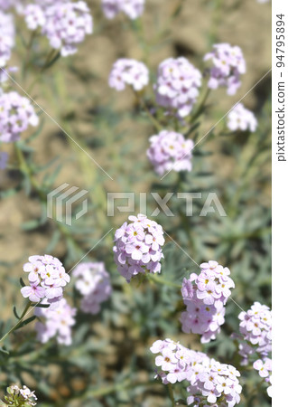 Persian stonecress Persian stonecress 94795894