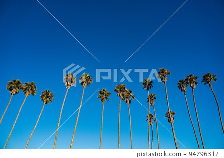 Palm tree row in Santa Barbara beach area. Vibrant background for tropical authentic california atmosphere background with copy space Nature travel landscape background Palm tree row in Santa Barbara beach area. Vibrant background for tropical authentic california atmosphere background with copy space Nature travel landscape background 94796312