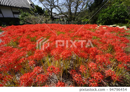 群集孤挺花 94796454