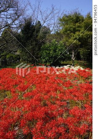 群集孤挺花 群集孤挺花 94796455