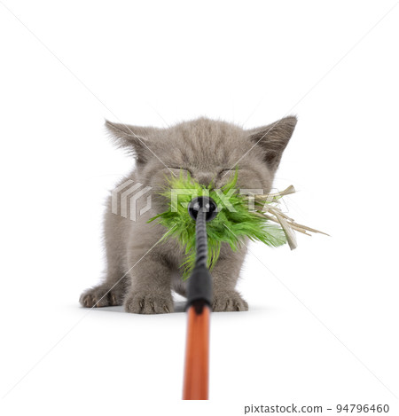 British Shorthair cat on white background 94796460