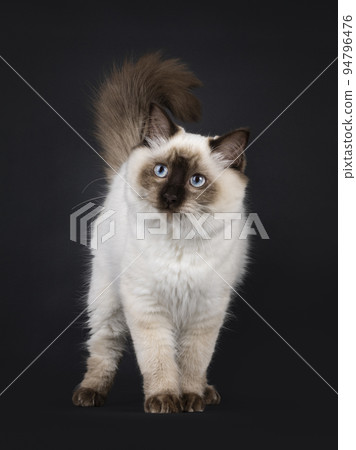 Ragdoll cat on black background 94796476