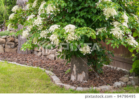 Blooming climbing hydrangea in the garden Blooming climbing hydrangea in the garden 94796495