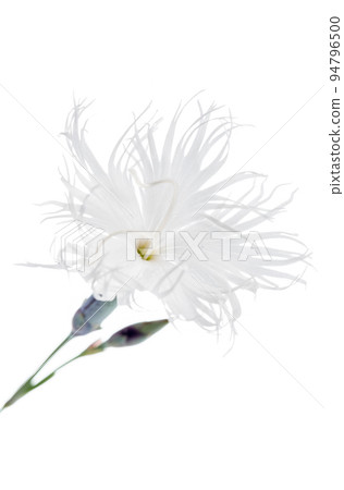 Single gillyflower isolated on white background 94796500