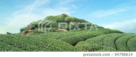 茶葉種植園花園休閒場茶園 94796614