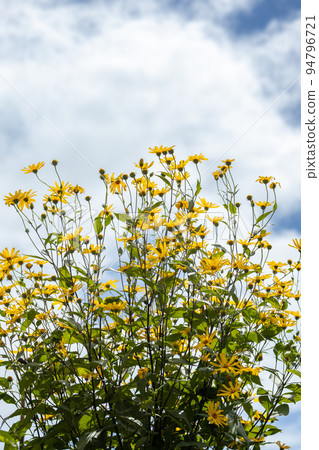 The yellow flowers of the sunflowers in summer are over, and the yellow flowers of Jerusalem artichokes, which contain natural insulin and are likely to reach the blue sky in autumn 94796721