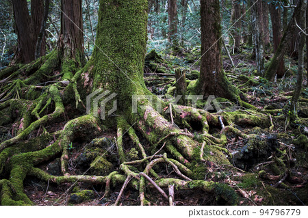 青木原樹海的性質 94796779