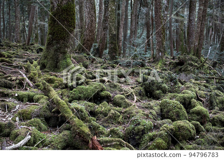 大自然的樹海 94796783