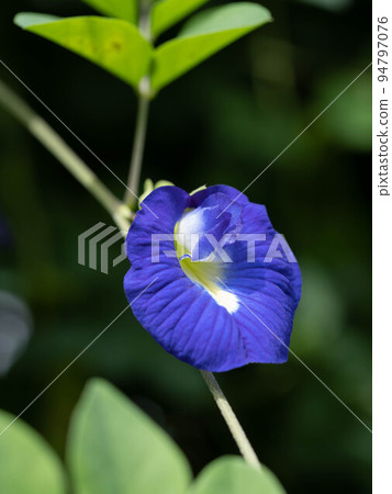 藍色蝴蝶豌豆花 藍色蝴蝶豌豆花 94797076