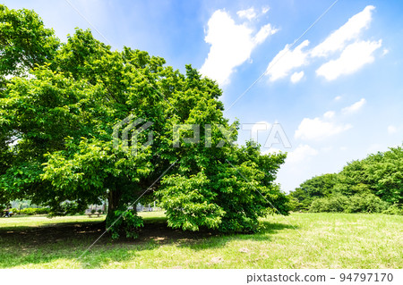 與綠色和藍天的風景 與綠色和藍天的風景 94797170