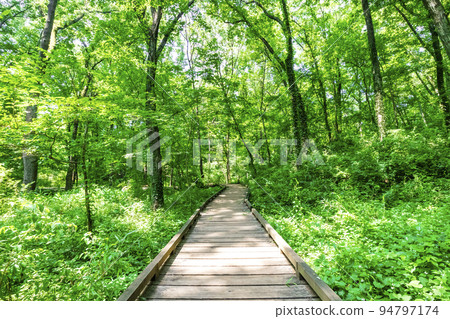 Forest bath hiking 94797174