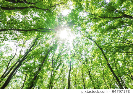 新鮮的綠色和陽光 新鮮的綠色和陽光 94797178