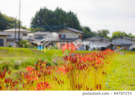 群集孤挺花 94797255