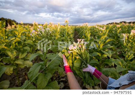 Woman gathers tobacco leaves on plantation Woman gathers tobacco leaves on plantation 94797591