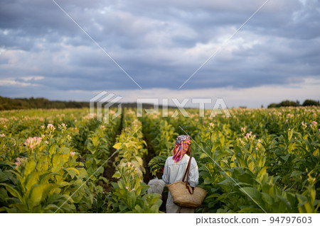 Woman gathers tobacco leaves on plantation Woman gathers tobacco leaves on plantation 94797603